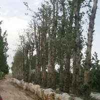 انواع درخت ها بن دار ونهال ممثمر وغیر ممثمر طراحی|خدمات باغبانی و درختکاری|تهران, افسریه|دیوار