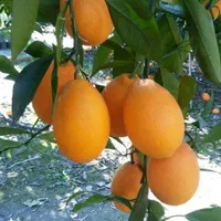 نهال پرتقال خونی سانگین،موزی،تاراکو،کاراکارا،مورو|گل و گیاه طبیعی|ساری, |دیوار