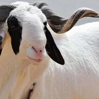 گوسفند زنده