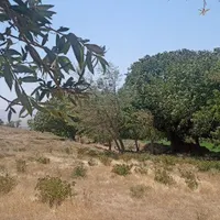 ۳۲۰۰۰ متر باغ در روستای الوند|فروش دفتر صنعتی، کشاورزی، تجاری|خرمدره, |دیوار