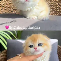 بچه گربه های اگزاتیک پرشین اسکاتیش گوگول|گربه|اصفهان, آبشار|دیوار