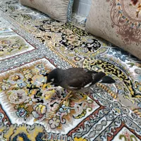 مرغ مینا|پرنده|مهر, |دیوار