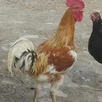 خروس