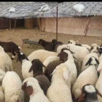 فروش گوسفندنازی آبادفلاح کیانشهرخانی آباد|حیوانات مزرعه|تهران, نازی‌آباد|دیوار