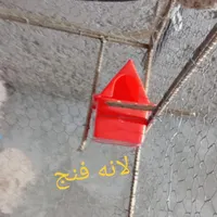قفس پرنده|لوازم جانبی حیوانات|ایرانشهر, |دیوار