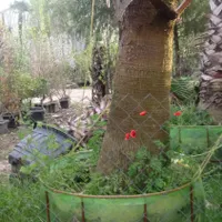 سرویس نهالستان نهال درخت گل گیاه آپارتمانی خانگی|خدمات باغبانی و درختکاری|تهران, زعفرانیه|دیوار