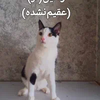 واگذرازی ۴تا پیشی ناز|گربه|تهران, هاشمی|دیوار