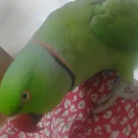 گم شدن پرنده ملنگو نر