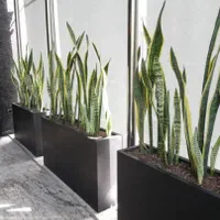 فلاورباکس اداری و گیاهان طبیعی با کیفیت