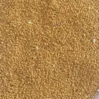 جیا ایتالیایی شبدر یونجه