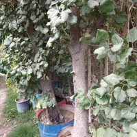 میوه نهال درخت گل وگیاه بزرگ بلند انجیر زیتون مو|گل و گیاه طبیعی|تهران, باغ خزانه|دیوار