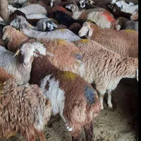 گوسفند و دام زنده میثم