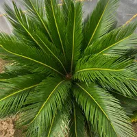 سیکاس ۱۰ساله|گل و گیاه طبیعی|رشت, تازه آباد|دیوار