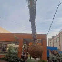 خریدوفروش درخت نهال نخل خرما برحی|گل و گیاه طبیعی|کارون, |دیوار