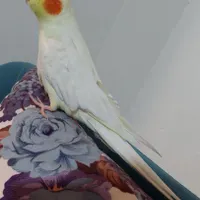 عروس هلندی گمشده