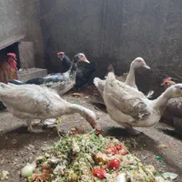 غاز روسی یا غاز لال یا اردک لال یاروسی|حیوانات مزرعه|اصفهان, دشتستان|دیوار