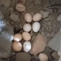 تخم لاری