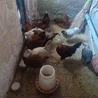 مرغ وخروس