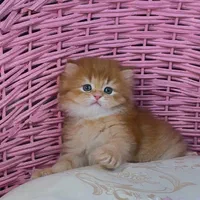 گربه ها بهترین بهترین همدم های خانگی|گربه|اصفهان, احمدآباد|دیوار