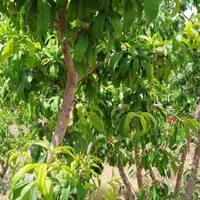 فروش باغ ۱۳۰۰ متری در .پل زمانخان شوراب صغیر|فروش زمین و ملک کلنگی|اهواز, بهارستان|دیوار