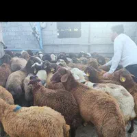 گوسفند ملارد،اندیشه،شهریار پرند،مارلیک،کرج زنده