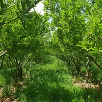 باغ گردو ثمری در منطقه زیبای سپیدان، سربست زیبا|فروش خانه و ویلا|شیراز, گویم|دیوار
