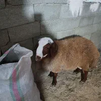 گوسفند گوشتی نصف وزن گوشت