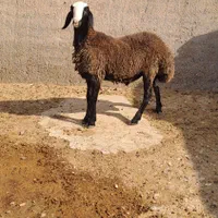 با صرفه و مال بومی ایران میش shali ذات دار