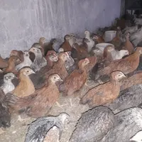 فروش جوجه مرغ گلپایگانی|حیوانات مزرعه|اصفهان, بهارستان|دیوار