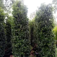 سیکاس بامبو خیزران نی گل محمدی رز یوکا سرویس خدمات|خدمات باغبانی و درختکاری|تهران, آرژانتین|دیوار