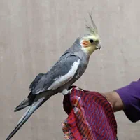 عروس هلندی سخنگو|پرنده|جوانرود, |دیوار