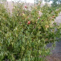 باغبانی خاکبرداری هرص سمپاشی وکود دهی انواع درخت|خدمات باغبانی و درختکاری|کرمان, |دیوار