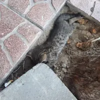 گربه