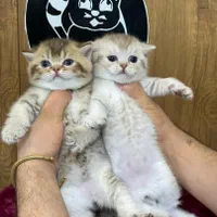 بچه گربه های اصیل نژاد دار گوگولی