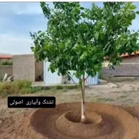 باغبانی.هرس اصولی.داربست. اره برقی. متن رابخانید|خدمات باغبانی و درختکاری|کرمان, |دیوار