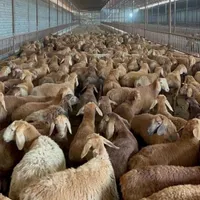 میش وشیشک بره نر و ماده گوشتی برای قربانی و کشتار|حیوانات مزرعه|قزوین, |دیوار