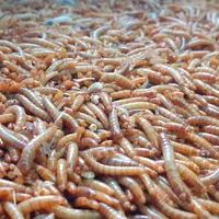 دوبیا،میلورم،جیرجیرک،سوپرورم، مکمل و طعمه ماهیگیری|گل و گیاه طبیعی|تهران, دهکده المپیک|دیوار