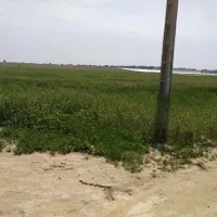 فروش ۲۴ هکتار زمین ابی در ملاثانی روستای صلیعه|فروش دفتر صنعتی، کشاورزی، تجاری|اهواز, زرگان|دیوار