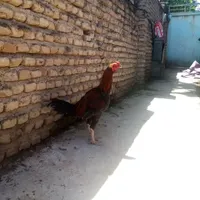 دو مرغ ی خروس