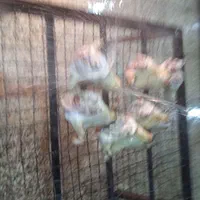 کله پاچه بره کووه بر جگر دمچه چرب روده وغیره|خوردنی و آشامیدنی|شوشتر, |دیوار