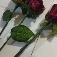 گل روبانی