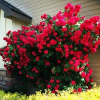 باغبانی درختکاری هرس کاری سمپاشی پیوند