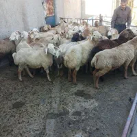 فروش گوسفند زنده شکم خالی چاق مناسب برای قربانی|حیوانات مزرعه|کرج, دهقان ویلا|دیوار