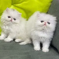 بچه گربه های اشرافی و کیوت شیراز