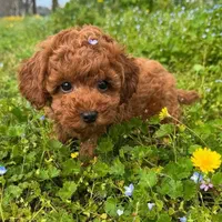 سگ توله توی پودل ۶۸ روز رد|سگ|تهران, سعادتآباد|دیوار