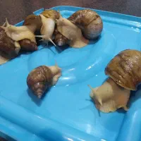 فروش هلزون