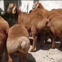 گوسفند داری زنده سید در کرج همه روزه فعال|حیوانات مزرعه|کرج, گلشهر|دیوار