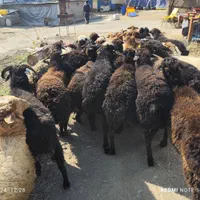 دام سرای فروش زنده دام کلیه مناطق تهران-