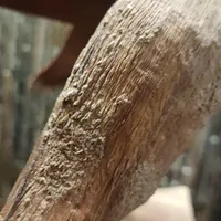 مجسمه نهنگ از چوب گردو کار استادکار اصفهانی|مجسمه، تندیس، ماکت|قزوین, |دیوار