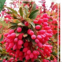 فروش 6 ساعت آب چاه سمت چاه یوسف /چاهک